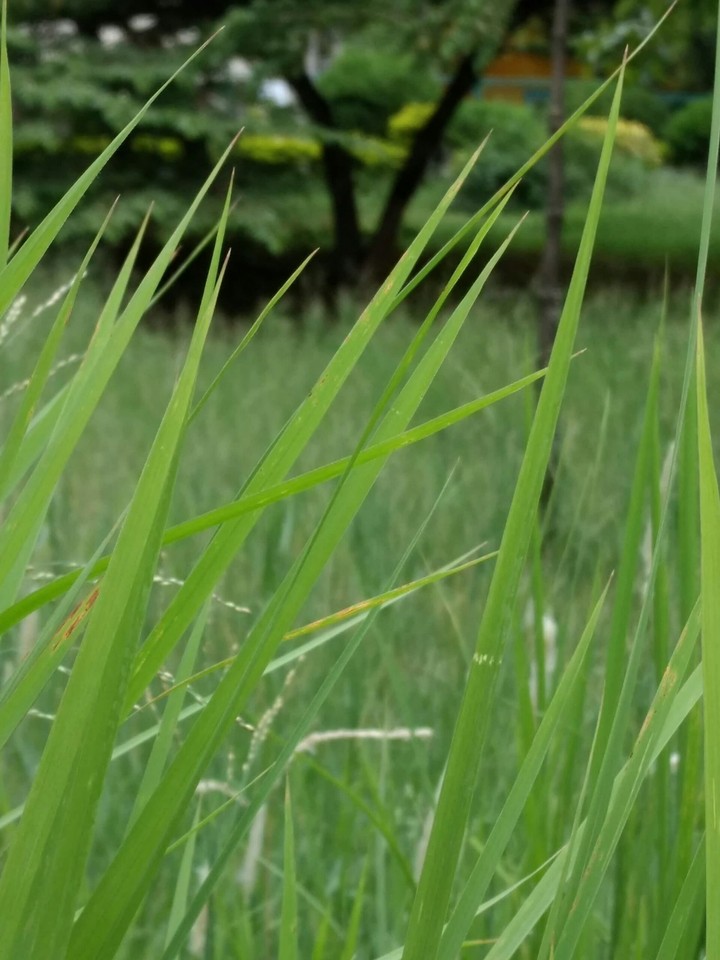 lush green grass