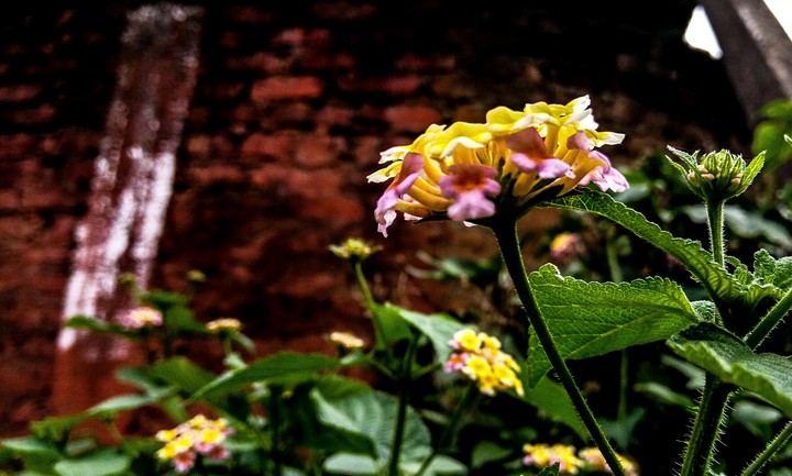 MOBILE PHOTOGRAPHY