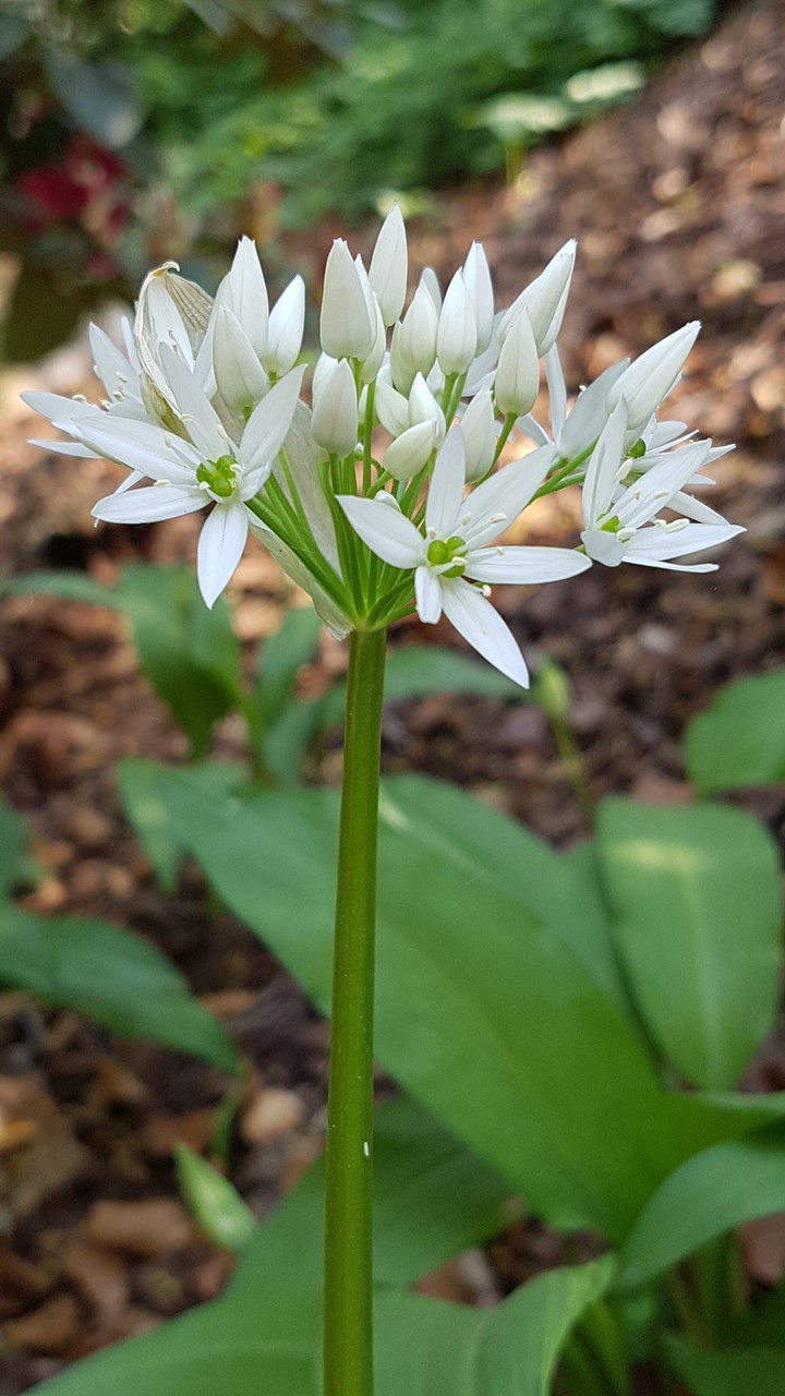 white flower (3)