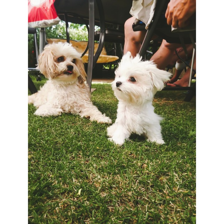 My puppy