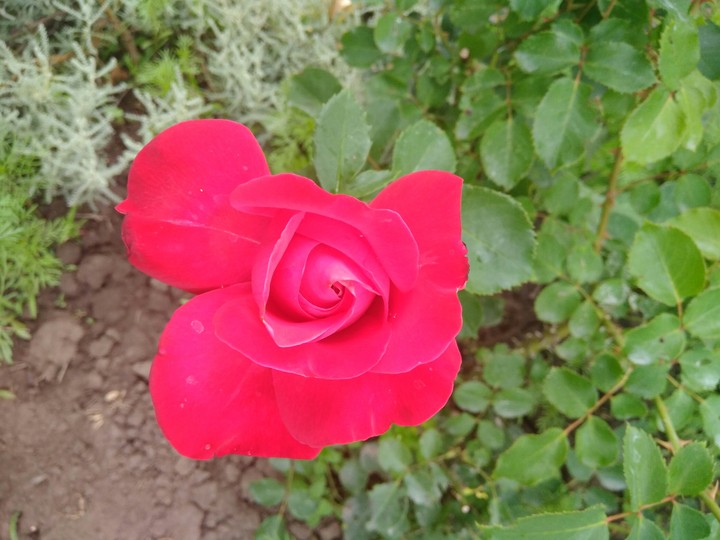 rose