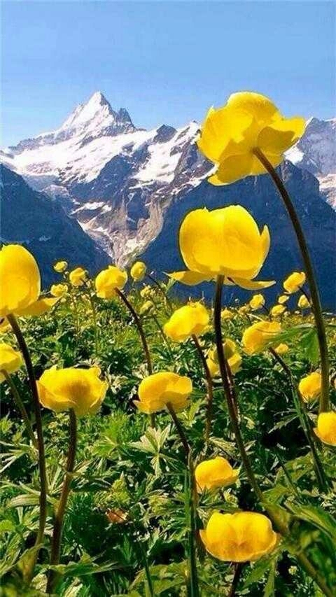 Yellow Flowers .