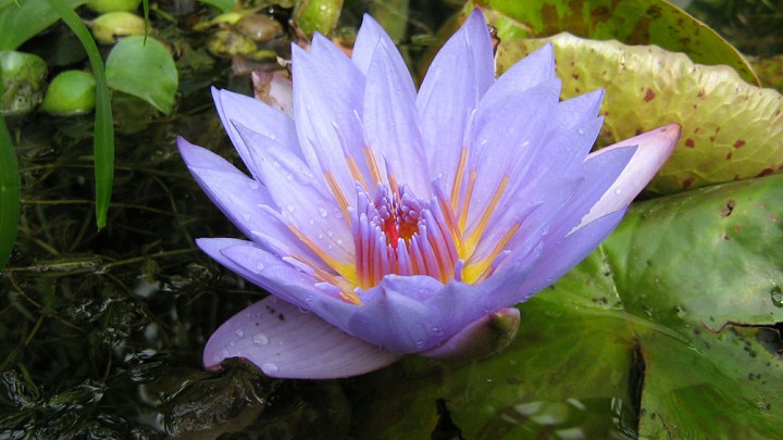 Purple Lily