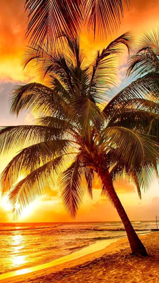 Пальма Beach