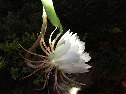 #flowers # white