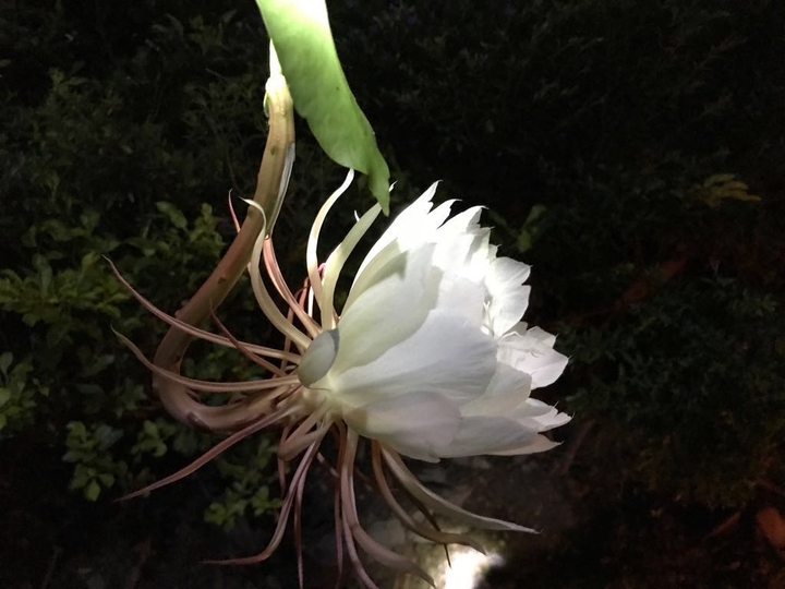 #flowers # white