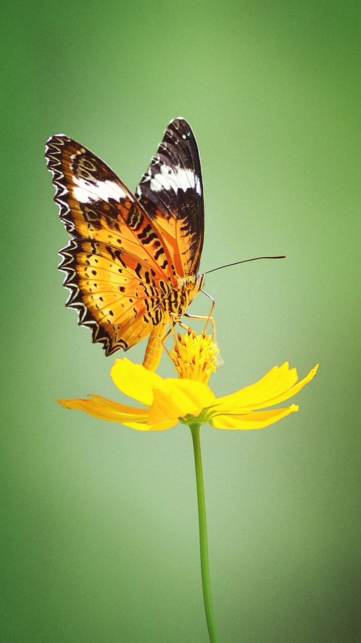 Lovely butterfly