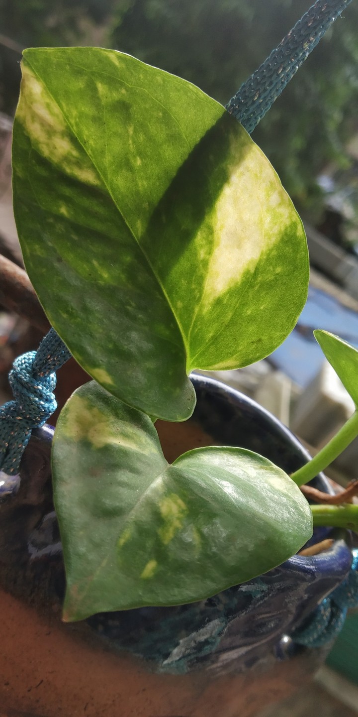 Little Plant