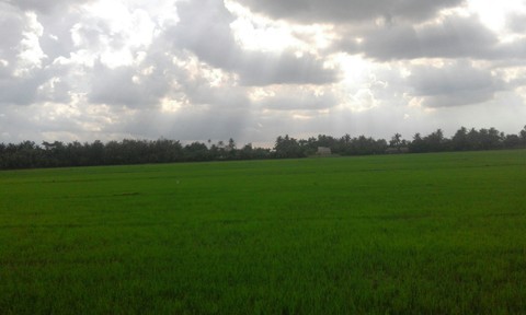 The Paddy Field