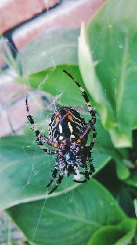 Argiope