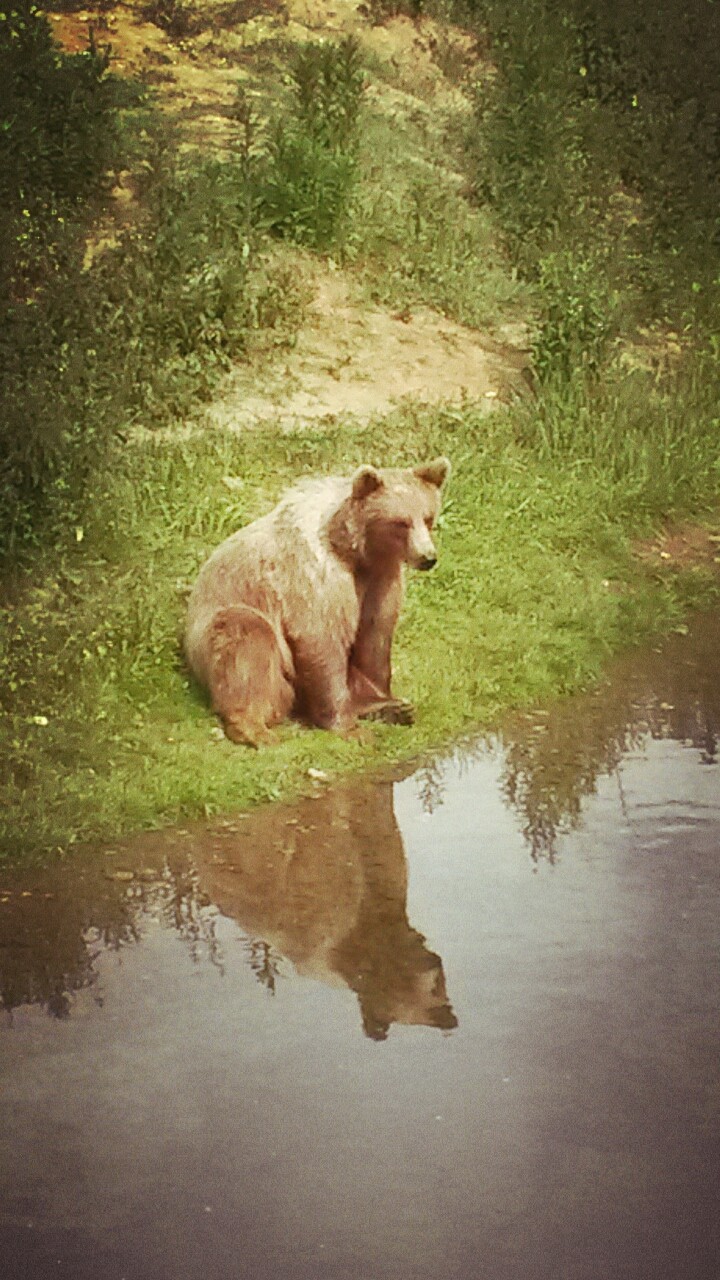 Chilling Bear