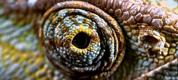 lizard