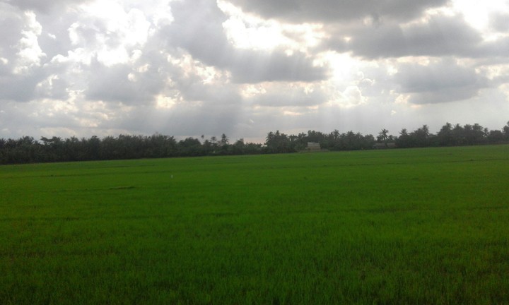 The Paddy Field