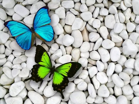Butterflies