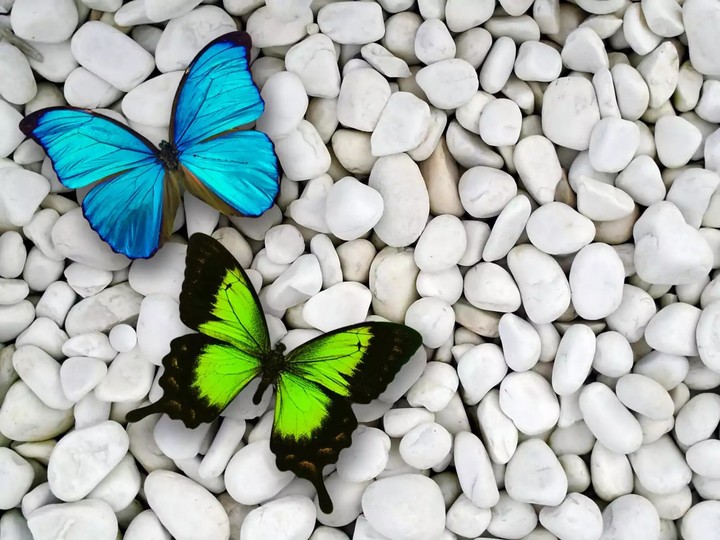 Butterflies
