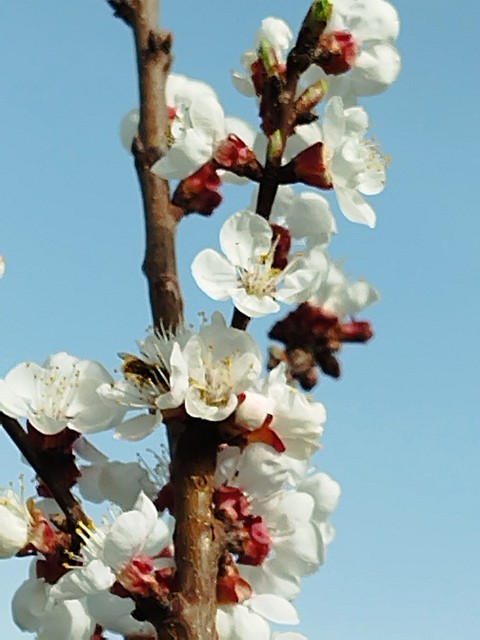 sky, twig वॉलपेपर