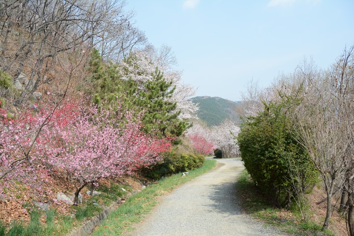 진해이미지