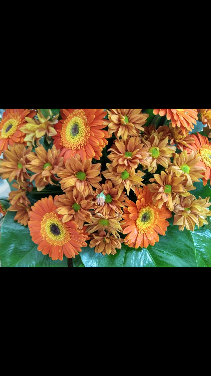 orange flowers