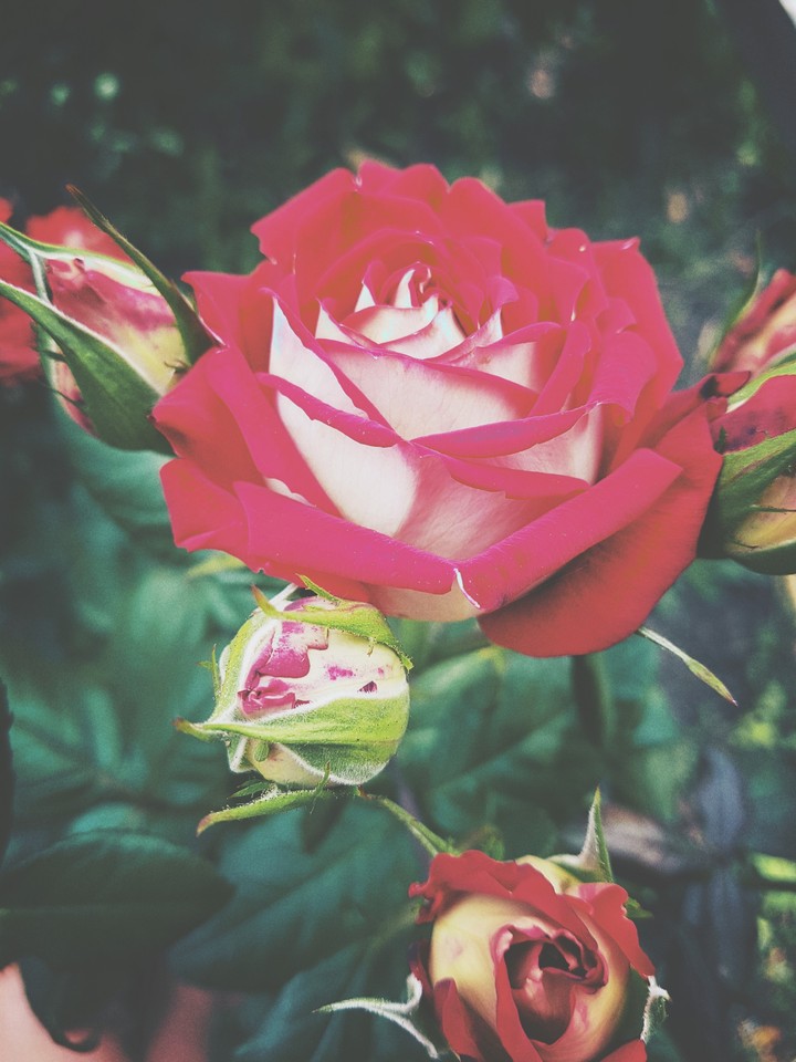 rose