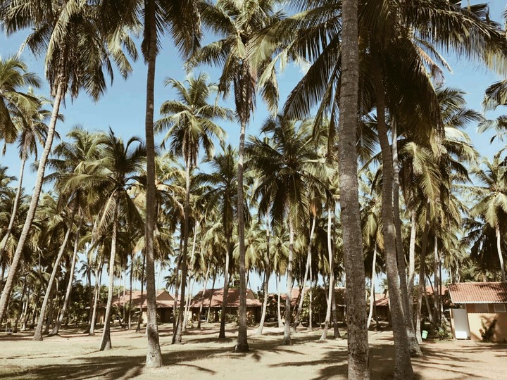 Palms