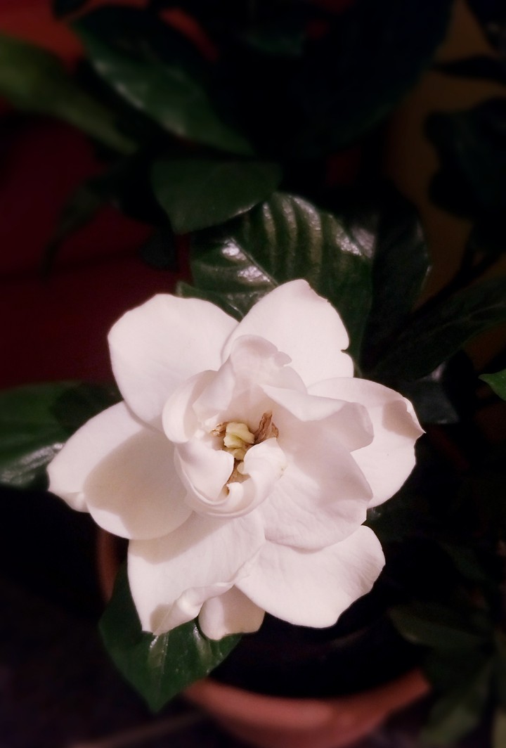 Gardenia