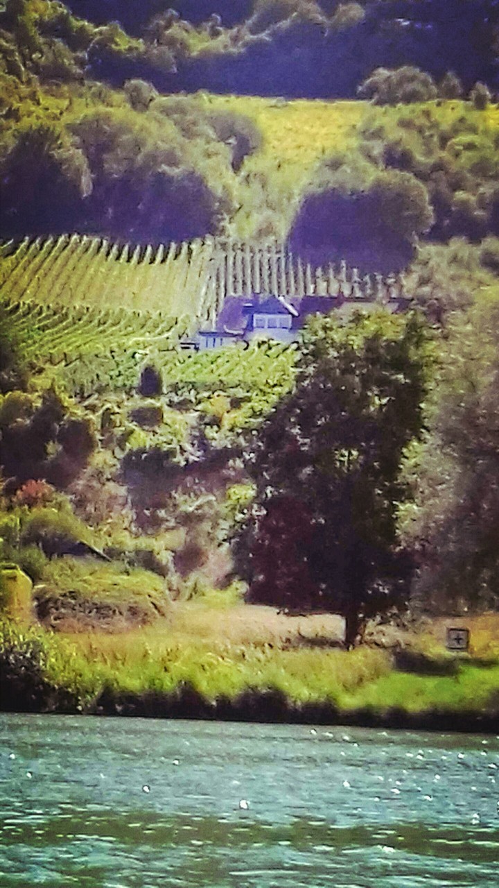 Weinberge