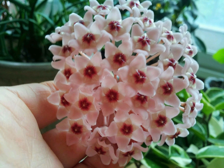 Hoya