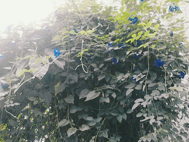 flower blue