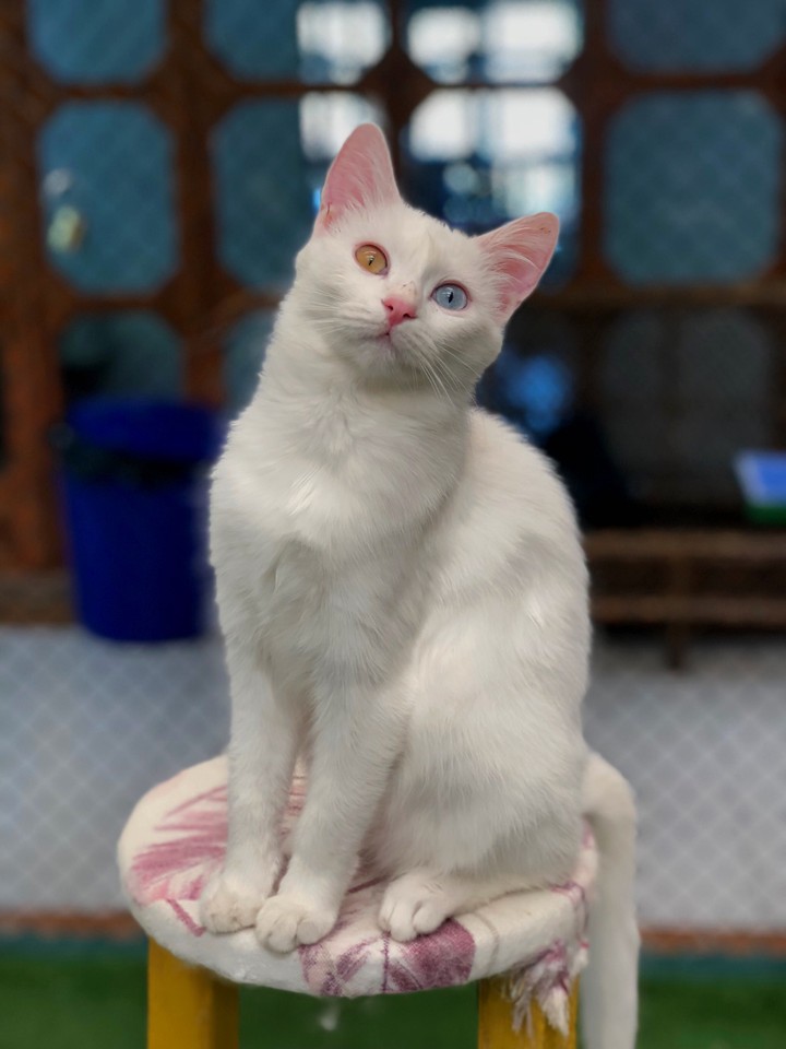 cat