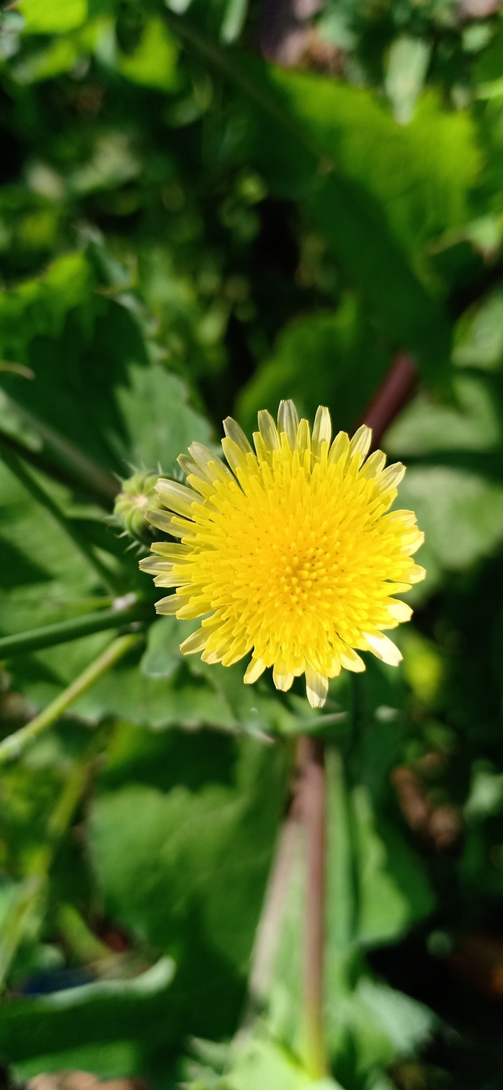 FLOWER 1