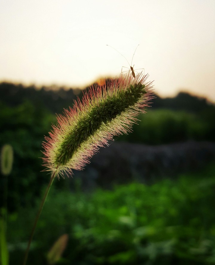 강아지풀 과 벌레