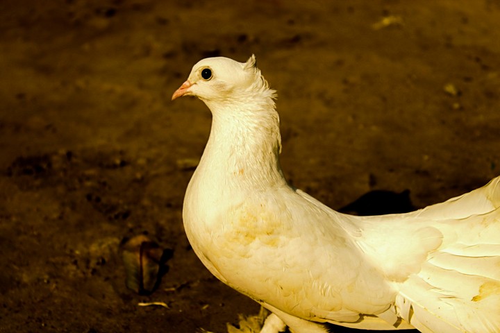 kabutar