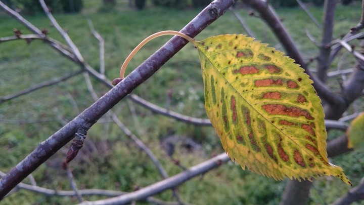 autumn leaf