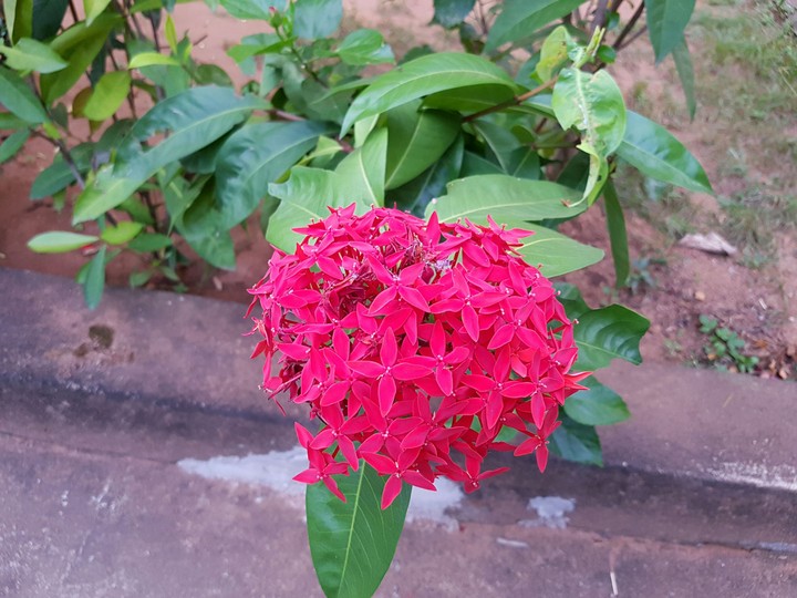 Flower