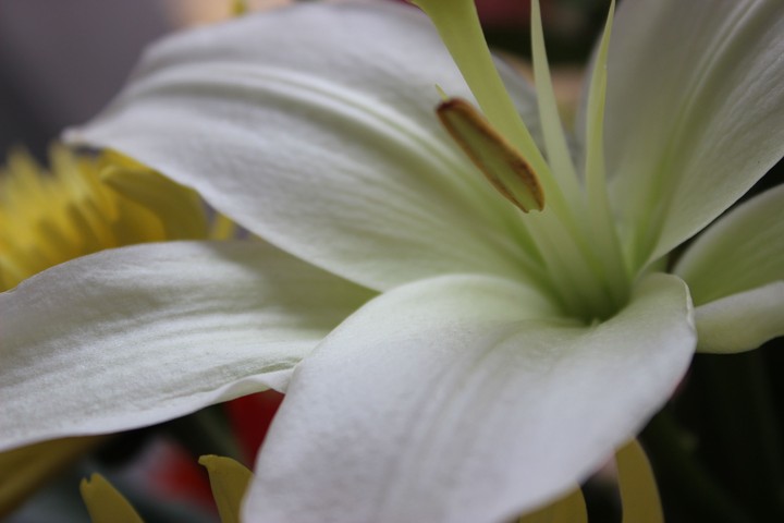 White lily