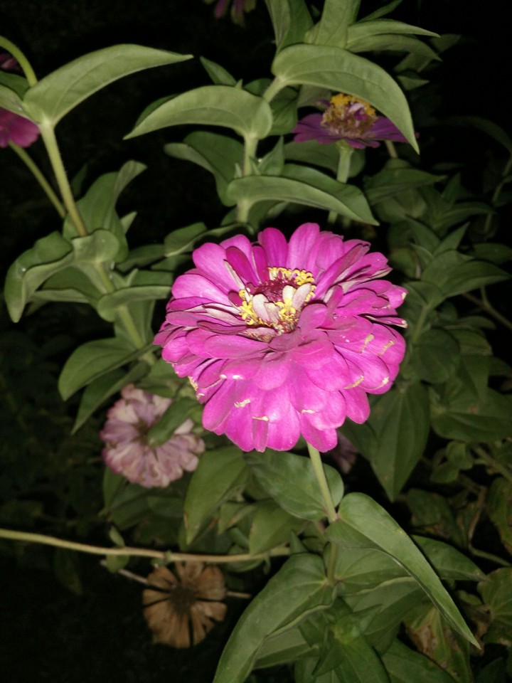 flowers