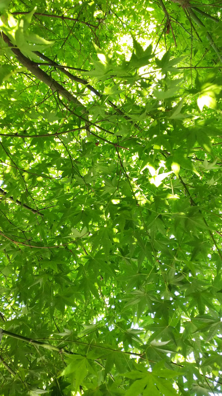 Japanese maple