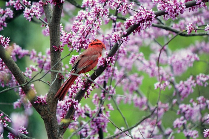 ✨bird