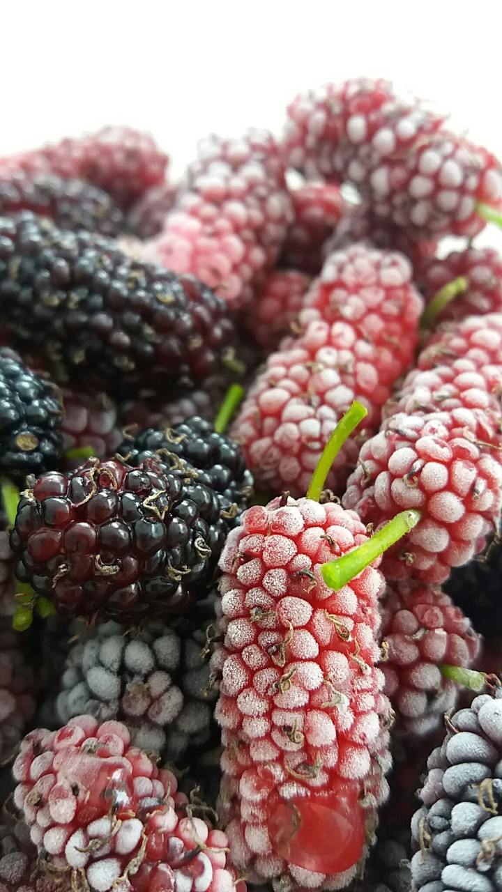 amoras prontas para geléia! nham  