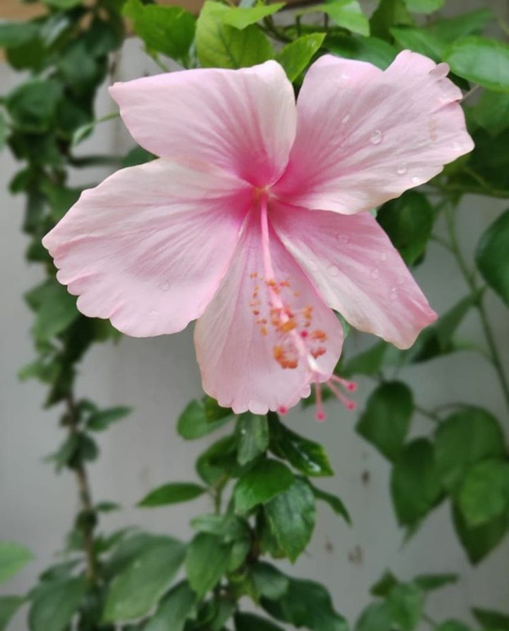 ღ✿◠‿◠✿ღ