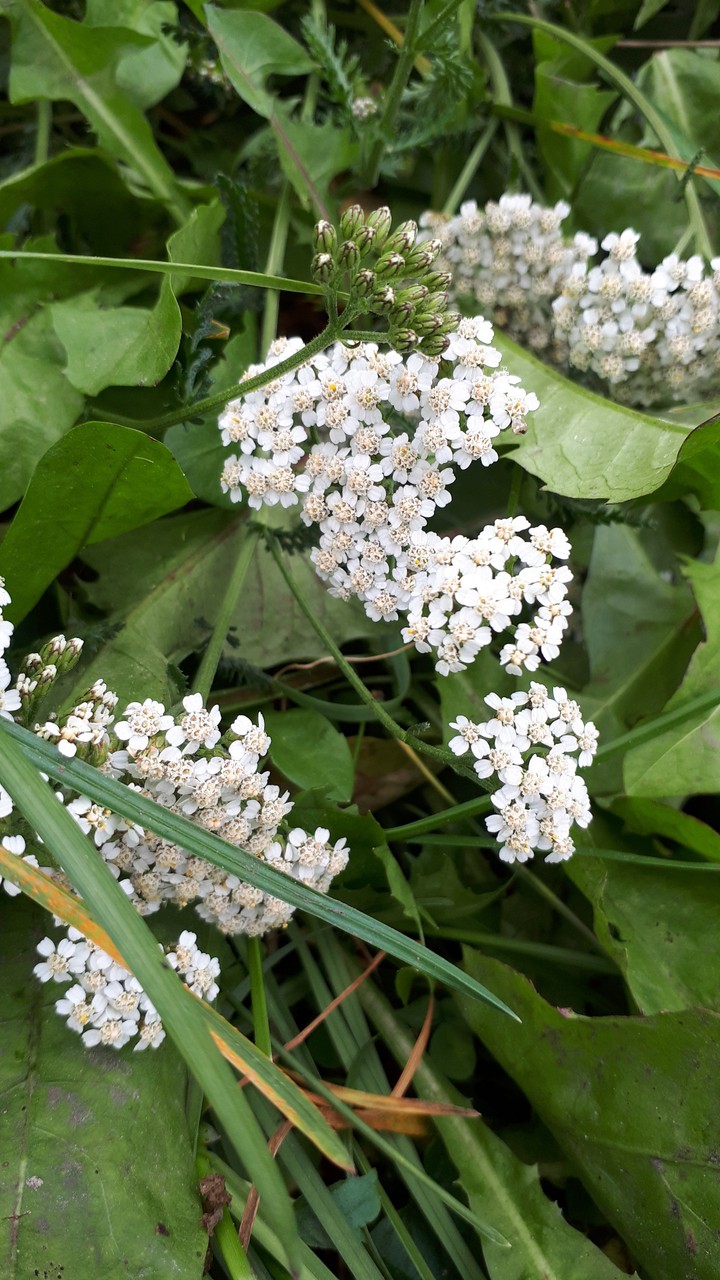 focus on the flower