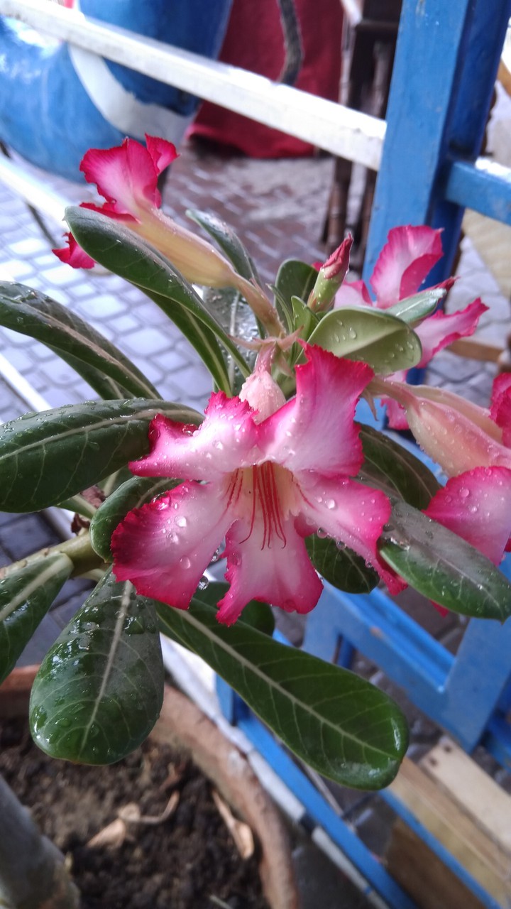 flowers close up