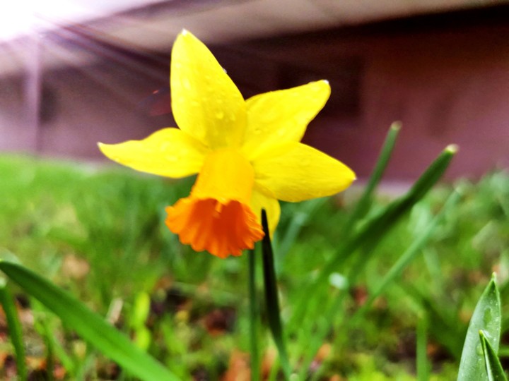 Blumen