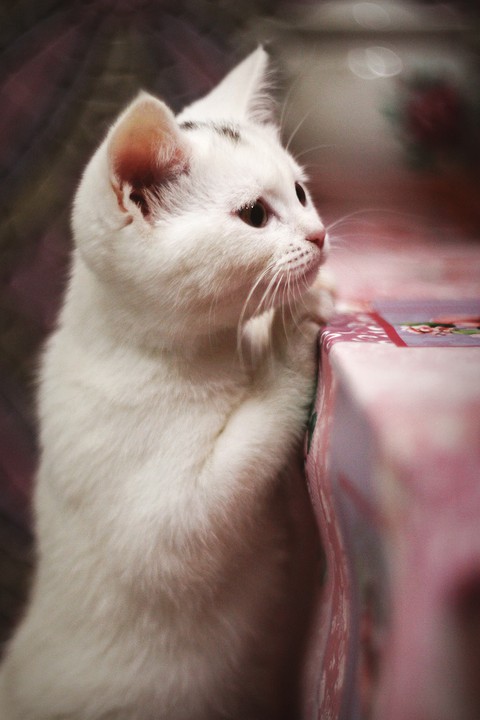Kitty