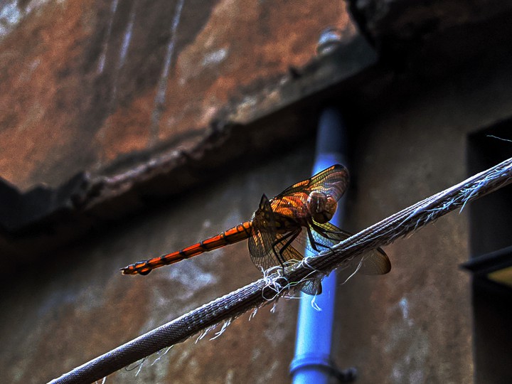 Dragonfly