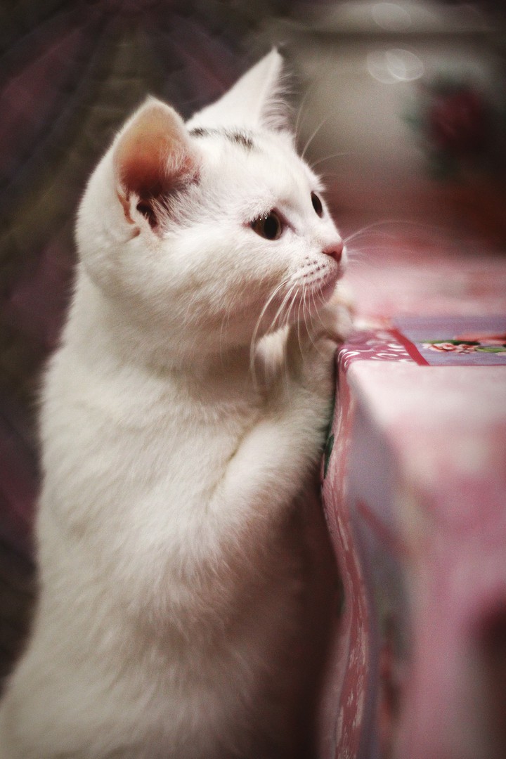 Kitty