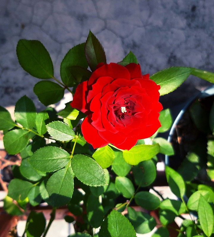 Rosa roja