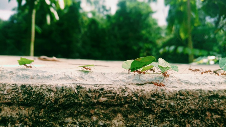 Ants