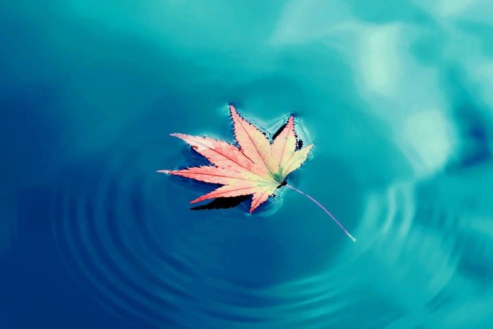leaf