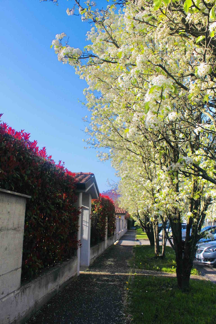 Primavera